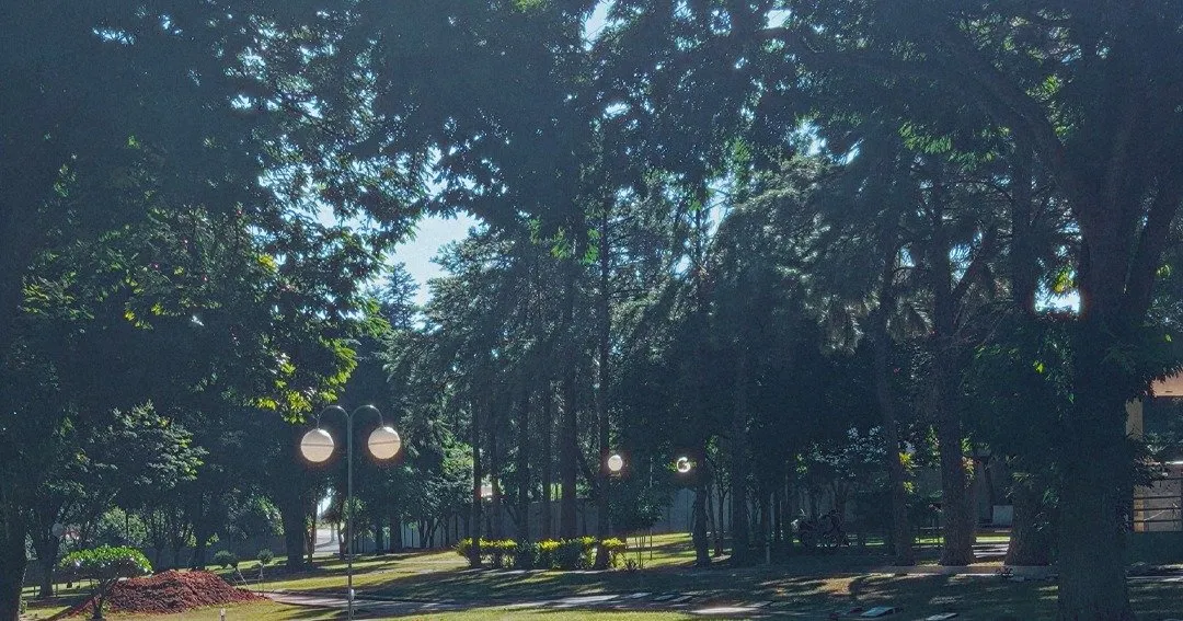 Caminhos arborizados do parque